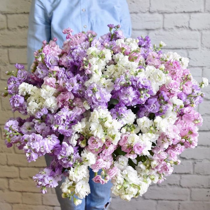 Облако маттиол в Севастополи