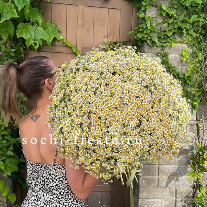 101 ромашка в Севастополи