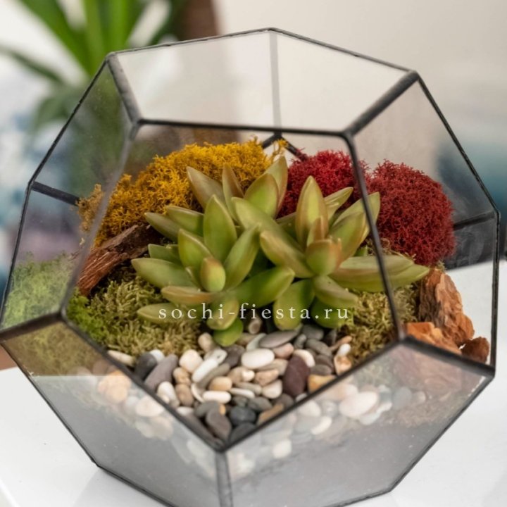 Флорариум “Додекаэдр” с суккулентом Седум в Севастополи
