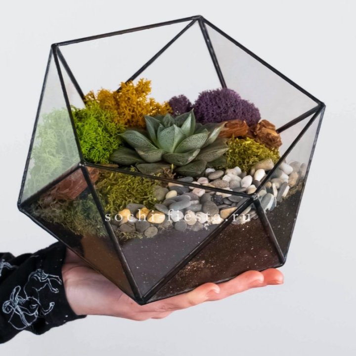 Флорариум “Икосаэдр” с суккулентом Каменная Роза в Севастополи