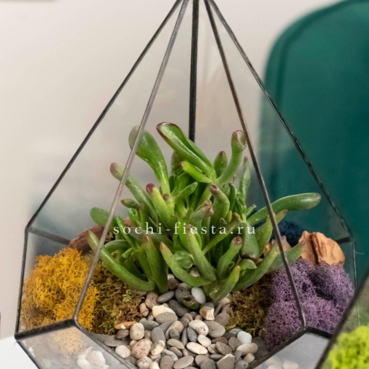 Флорариум “Капля” с суккулентом Крассула Хоббит в Севастополи