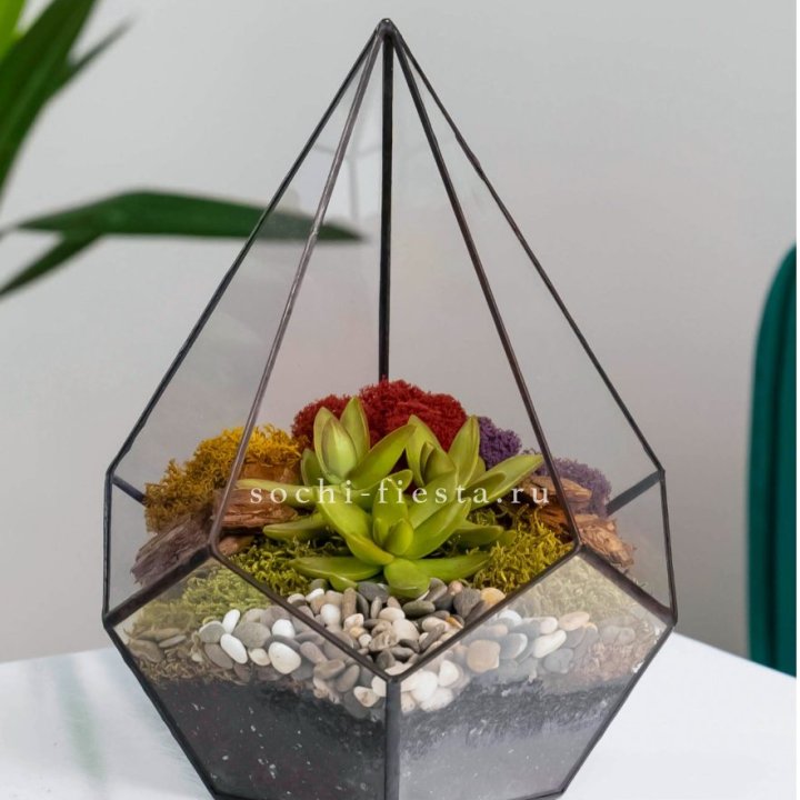Флорариум Капля с суккулентом в Севастополи