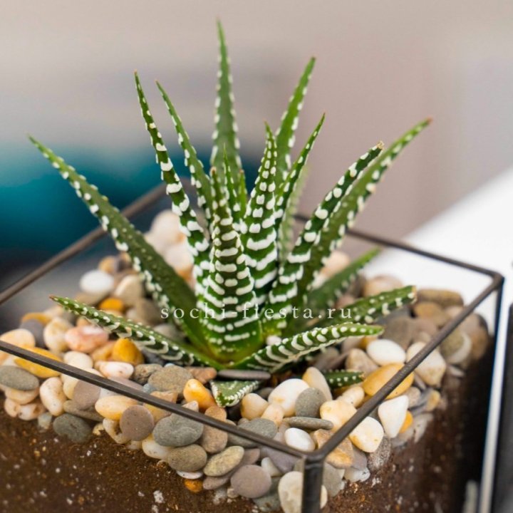 Флорариум Кубик с суккулентом Хавортия в Севастополи