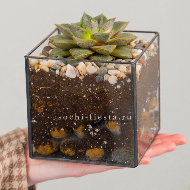 Флорариум Кубик с суккулентом Каменная роза в Севастополи