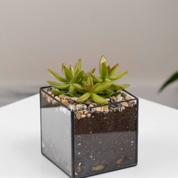 Флорариум Кубик с суккулентом Седум в Севастополи