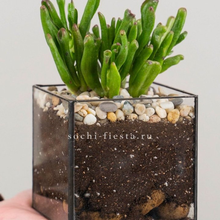 Флорариум Кубик с суккулентом Хоббит в Севастополи