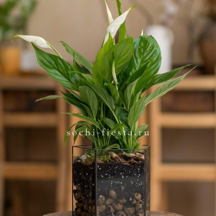 Спатифиллум в кашпо Пятиугольник в Севастополи