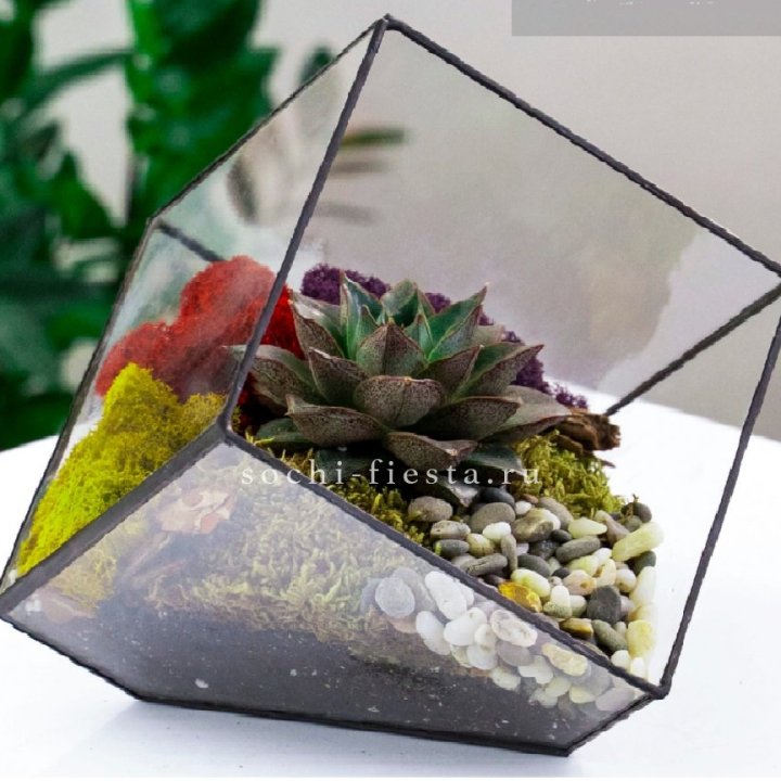 Флорариум Куб усеченный с суккулентом Каменная роза в Севастополи