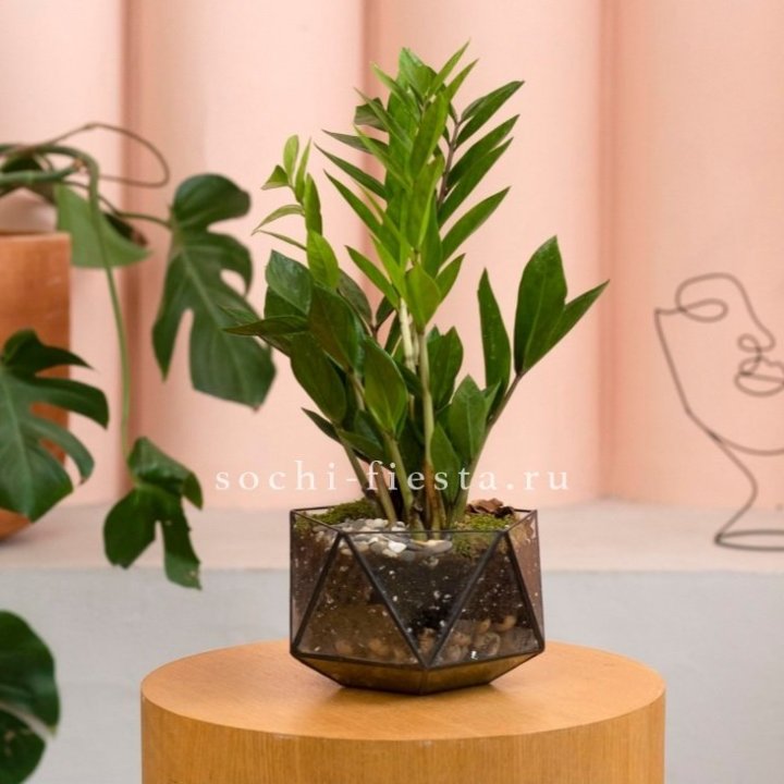 Замиокулькас в кашпо Икосаедр в Севастополи