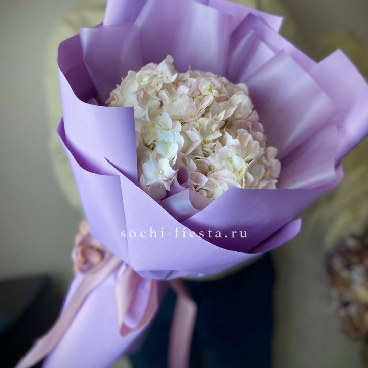 Гортензия розовая в Севастополи