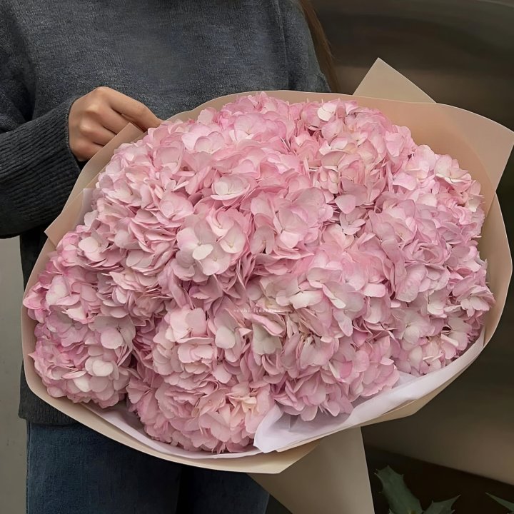 Гортензия  "РОЗЕ" в Севастополи