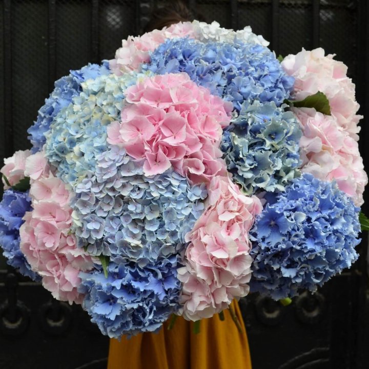 Букет гортензий "Фонтан" в Севастополи