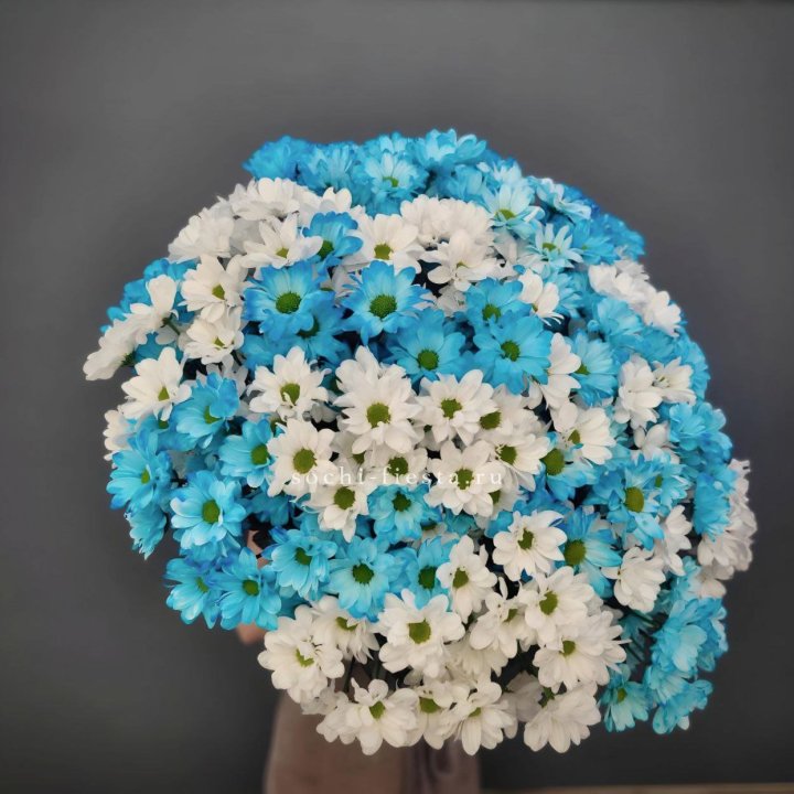  Букет хризантем микс в Севастополи