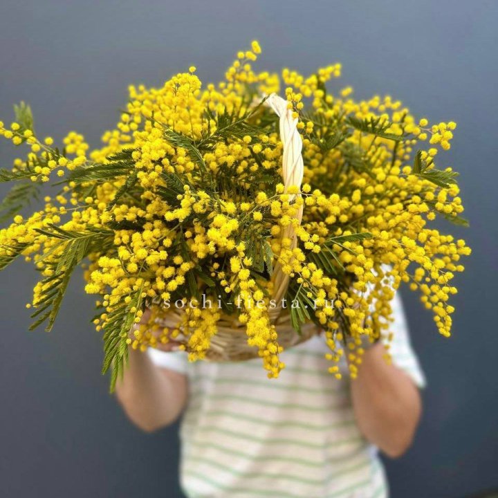 Весенняя корзина мимозы в Севастополи