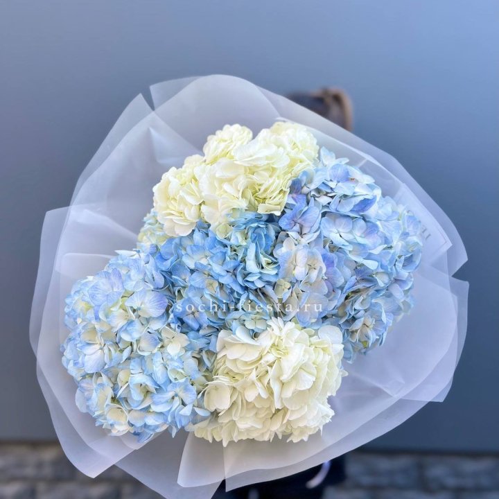 5 бело-голубых гортензий в Севастополи