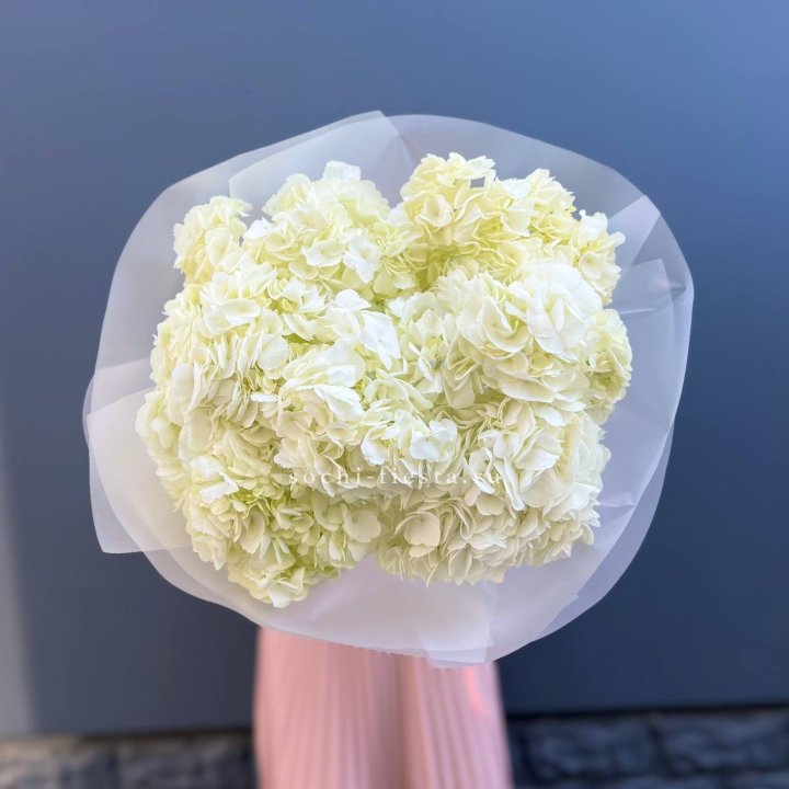 7 белых гортензий в Севастополи