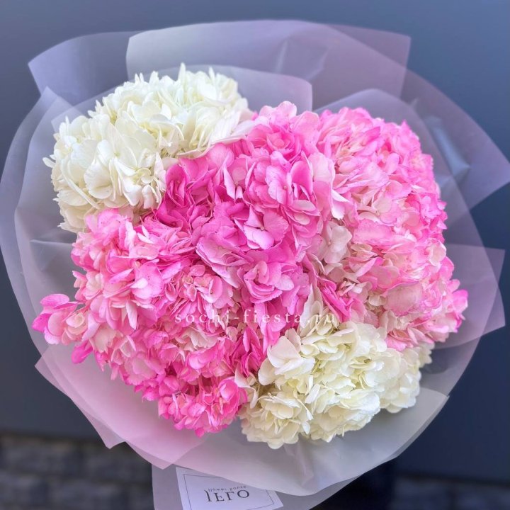 5 бело-розовых гортензий в Севастополи