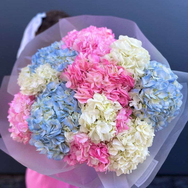 11 гортензий микс в Севастополи
