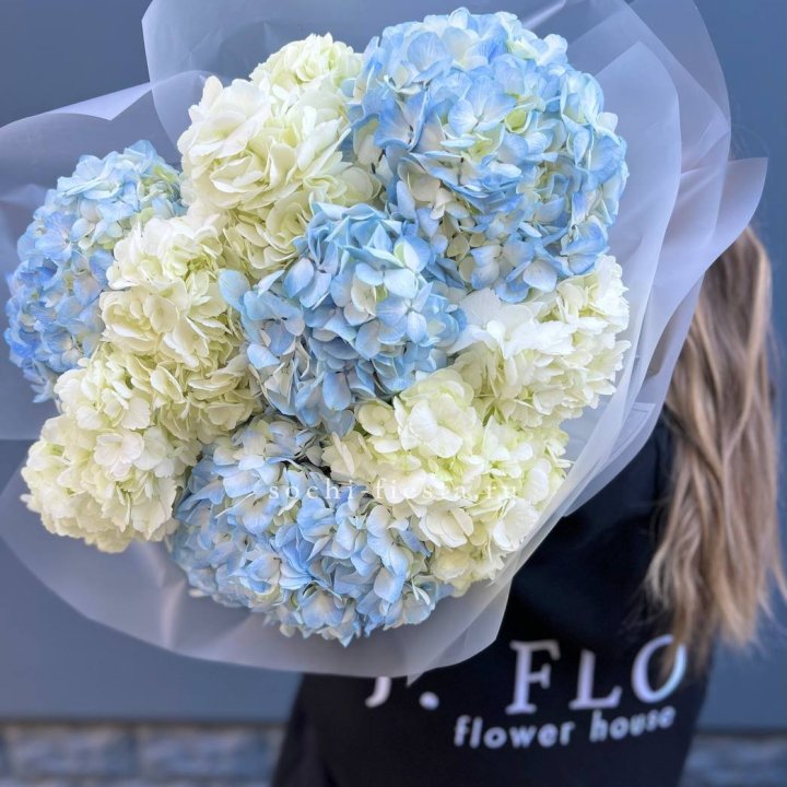 9 бело-голубых гортензий в Севастополи