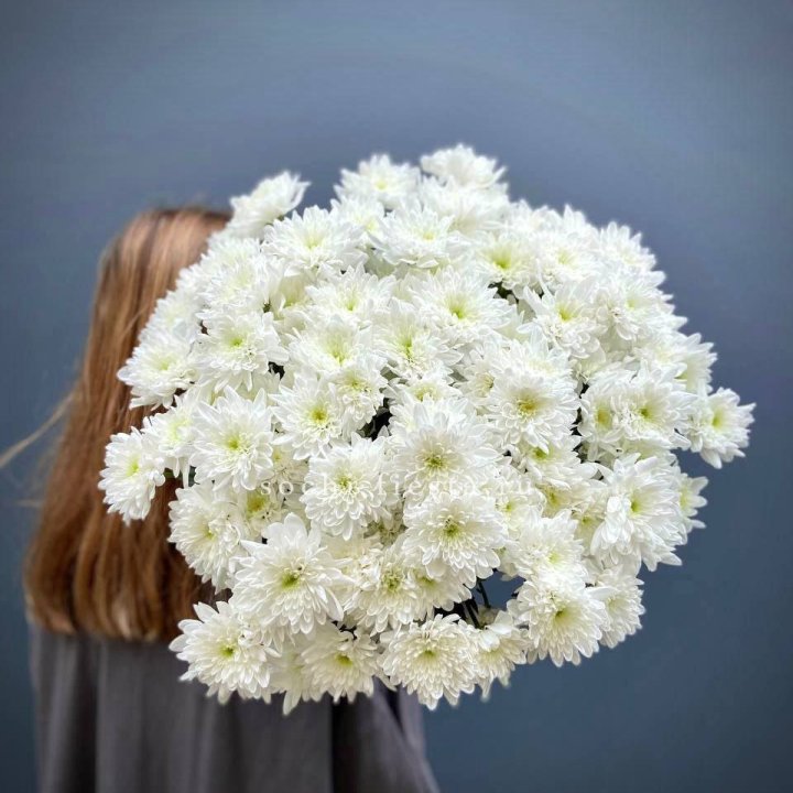 Охапка Хризантемы кустовой в Севастополи