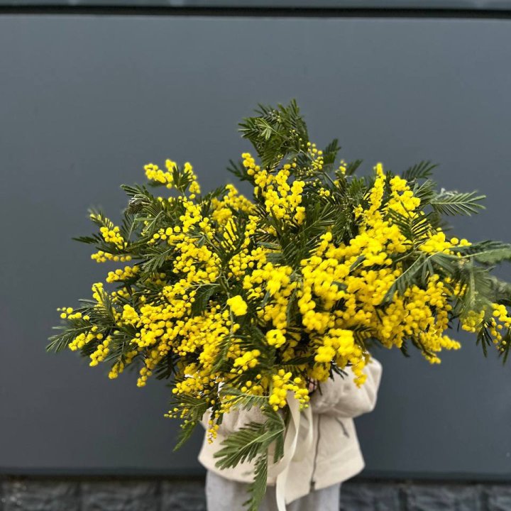 Охопка мимозы в Севастополи