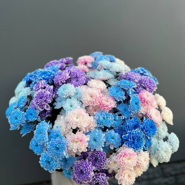 25 цветных хризантем в Севастополи