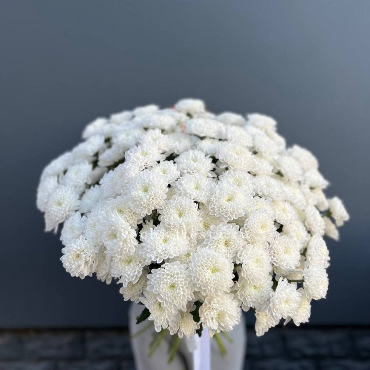  25 хризантем белых в Севастополи