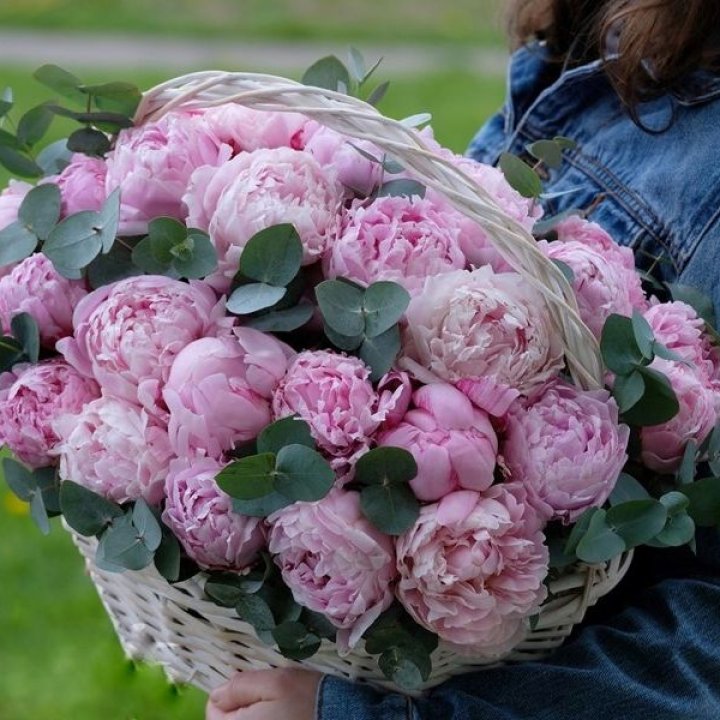 51 пион в корзине в Севастополи